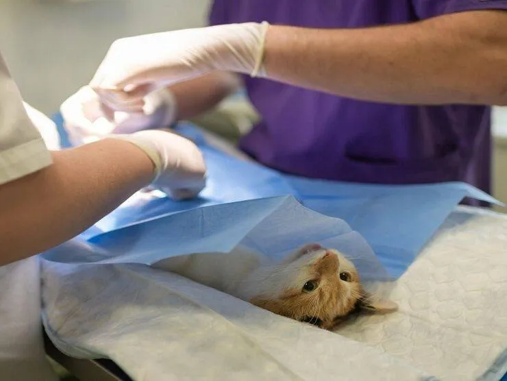 Nicklin Way Veterinary Surgery – WHS Regulations Audit